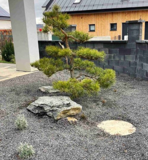 bonsaj-niwaki